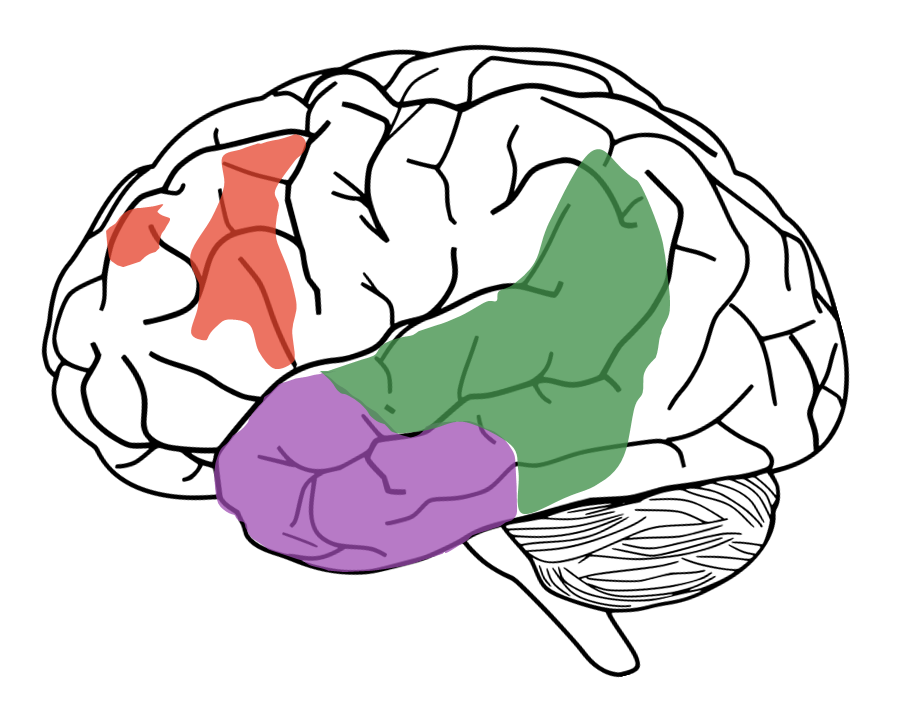 Zones affectées du cerveau